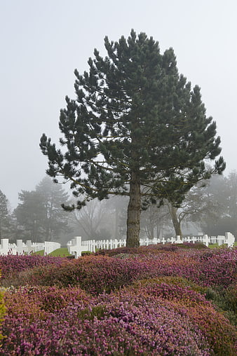 Lone Pine Tree in Foggy Military Cemetery with Purple Heather