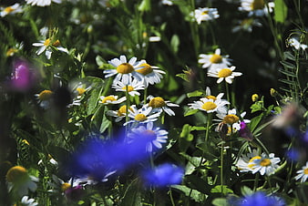 Close-up of white daisies and blue flowers in a sunny meadow