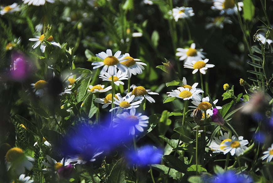 Close-up of white daisies and blue flowers in a sunny meadow