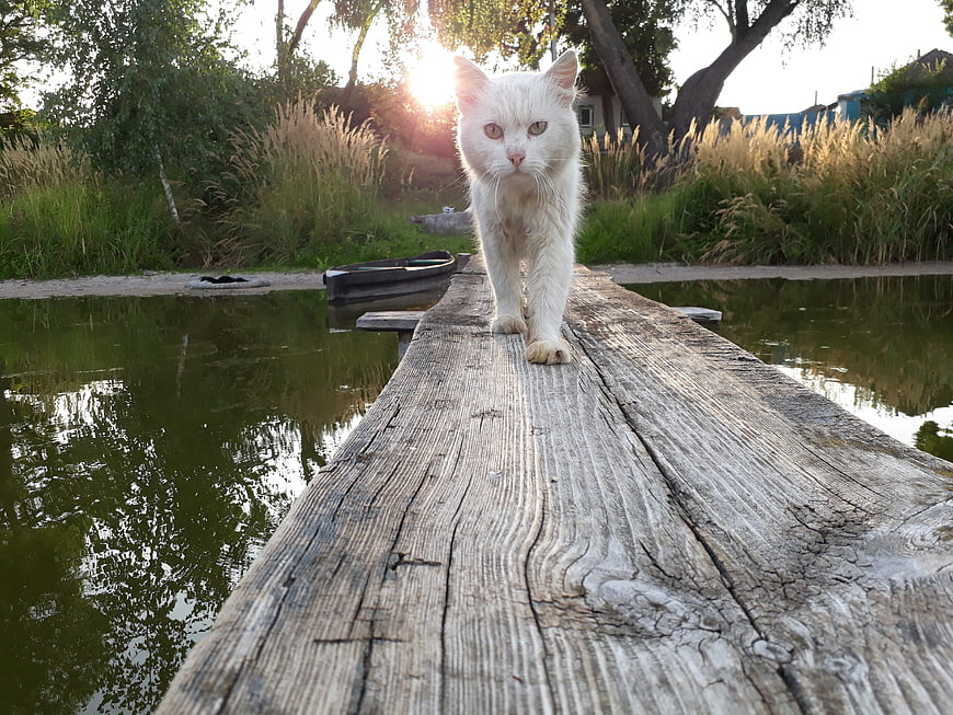 White Cat Walking on Wooden Dock at Sunset