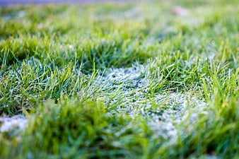 Close-up of frosty green grass blades in morning light
