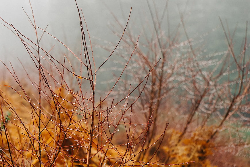 Raindrops on Bare Brown Branches in Misty Forest