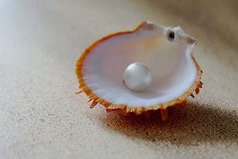 White pearl in orange scallop shell on sand