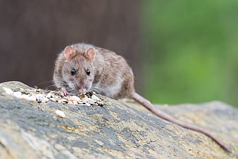 Brown rat eating seeds on a rock