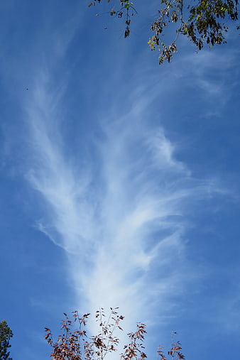 Wispy Mare's Tail Clouds in Blue Sky with Tree Branches