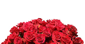 Bouquet of Red Roses on White Background