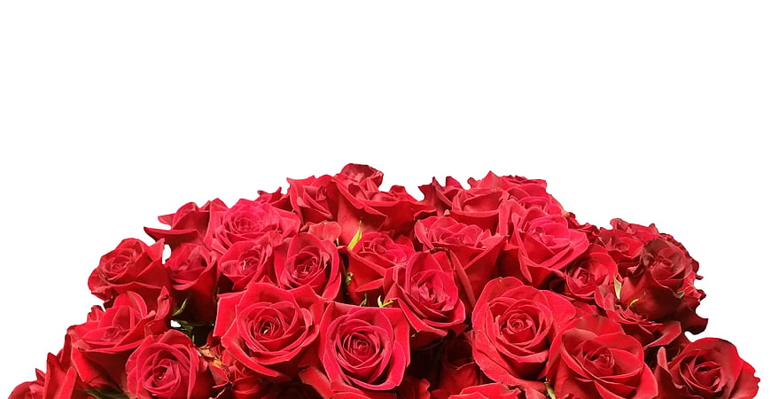 Bouquet of Red Roses on White Background