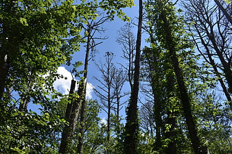 Low angle view of tall forest trees against blue sky