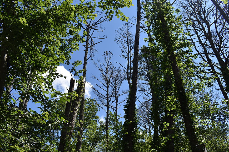 Low angle view of tall forest trees against blue sky
