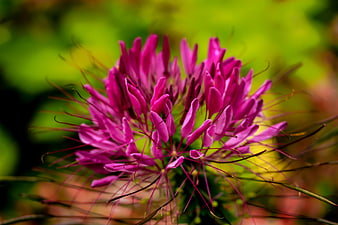 Vibrant Pink Spider Flower Close-Up with Green Background
