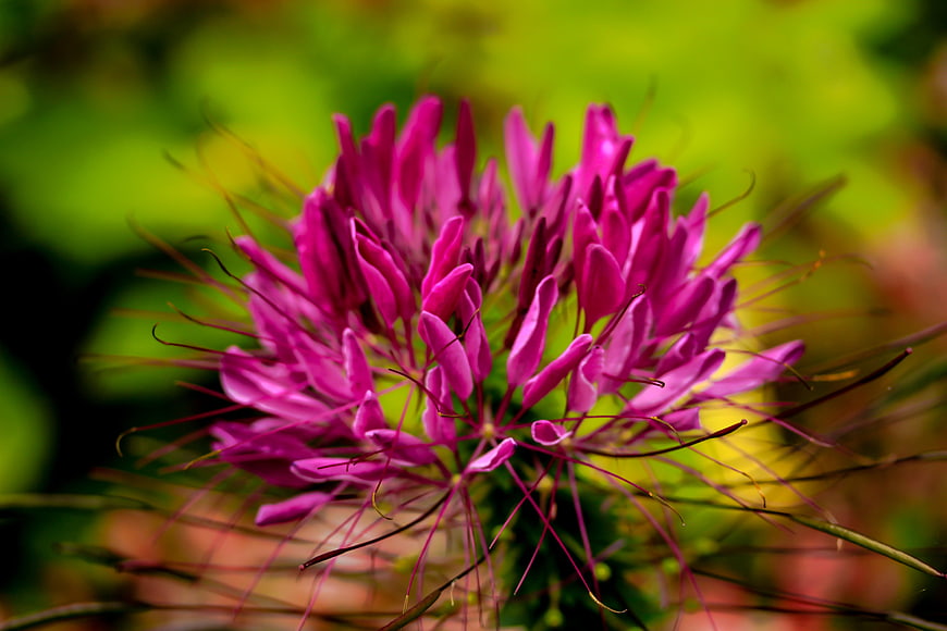 Vibrant Pink Spider Flower Close-Up with Green Background