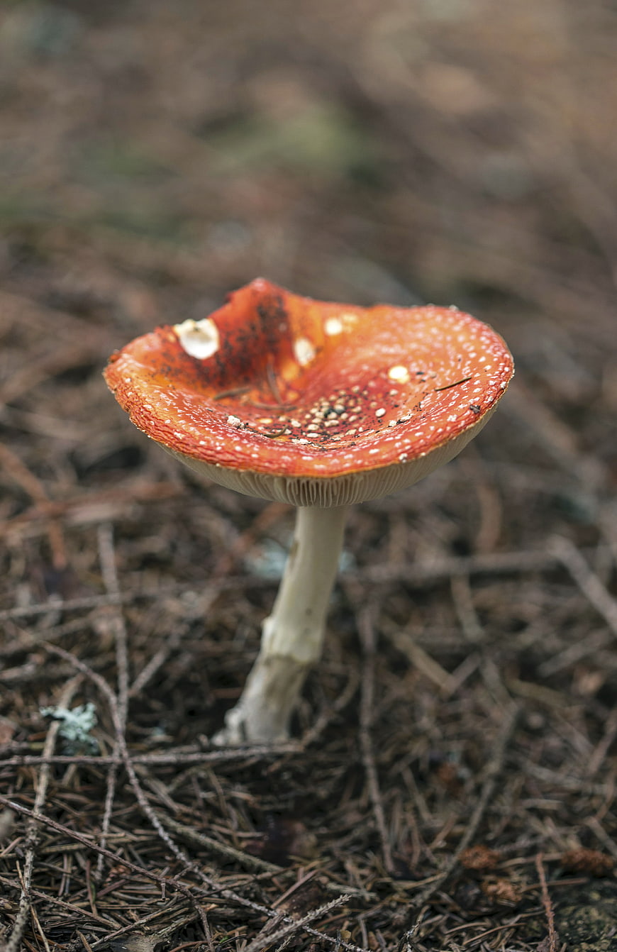 Close-up of red fly agaric mushroom in forest