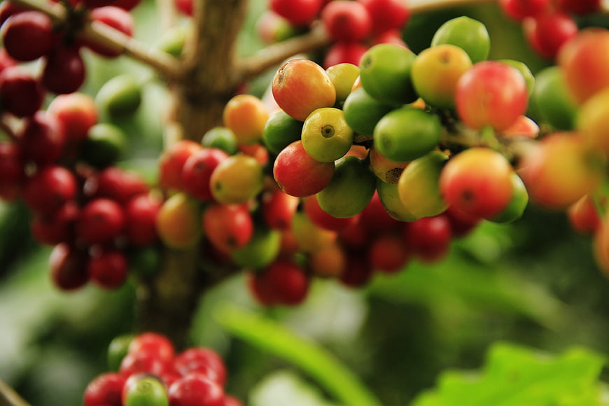 Close-up of ripening coffee cherries on a branch