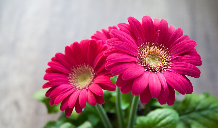 Close-up of vibrant pink gerbera daisies with green leaves