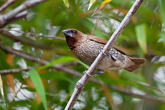 Brown-headed Weaver Bird Perched on Branch