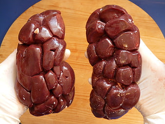 Raw Beef Kidneys Held in Gloved Hands on Wooden Board