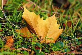 Golden maple leaf resting on green grass in autumn sunlight