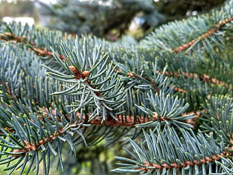 Close-up of Blue Spruce Branches with Needles