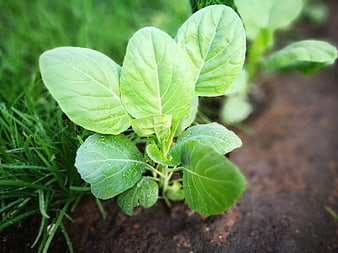 Fresh green vegetable seedling with water droplets in soil