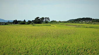 Golden rice paddy field landscape with distant mountains