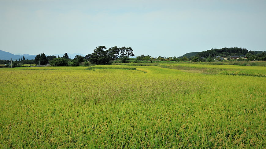 Golden rice paddy field landscape with distant mountains