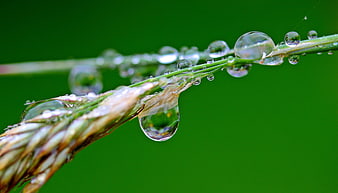 Macro photography of morning dew drops on a blade of grass
