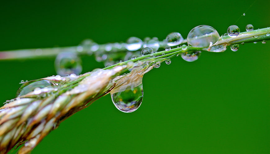 Macro photography of morning dew drops on a blade of grass
