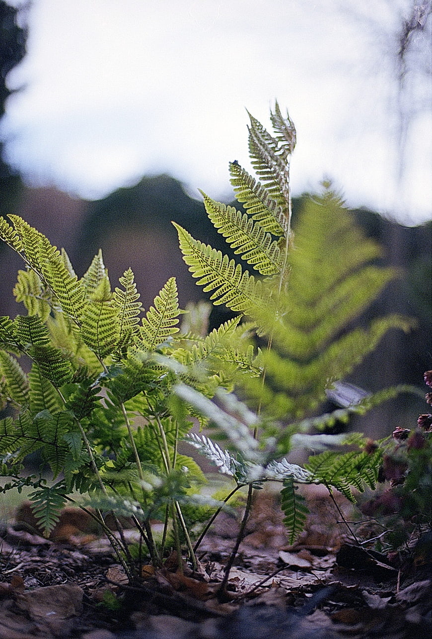 Close-up of vibrant green fern fronds in a forest