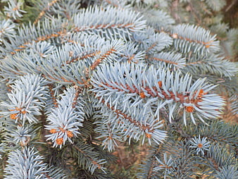 Close-up of Blue Spruce Branches with Needles