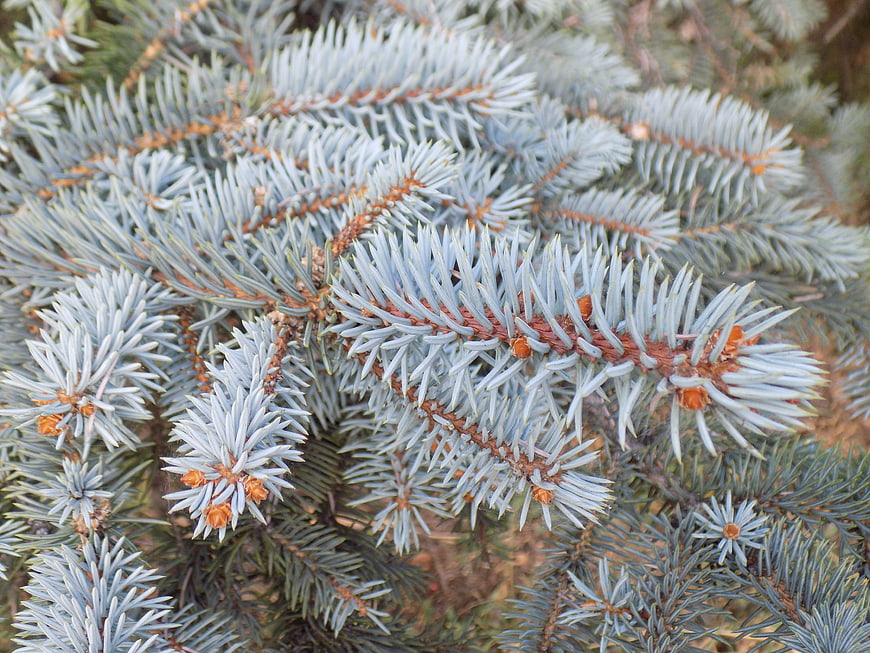 Close-up of Blue Spruce Branches with Needles