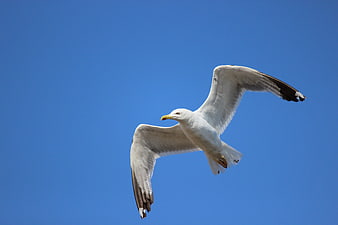 Seagull Soaring Against Clear Blue Sky