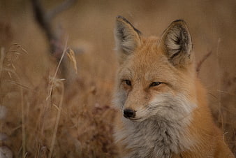 Close-up portrait of a red fox in dry grass