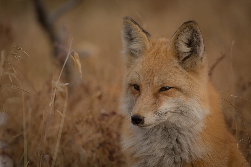 Close-up portrait of a red fox in dry grass