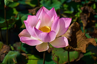 Pink Lotus Flower in Bloom with Yellow Center
