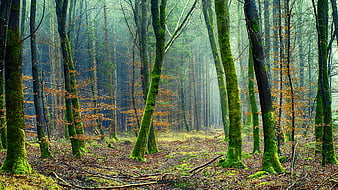 Misty Mossy Forest Landscape With Tall Trees And Hazy Atmosphere