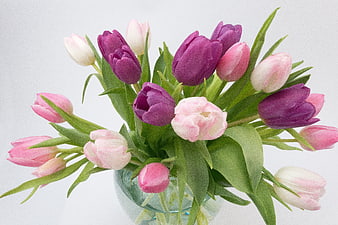 Pink and Purple Tulip Bouquet in Glass Vase on White Background