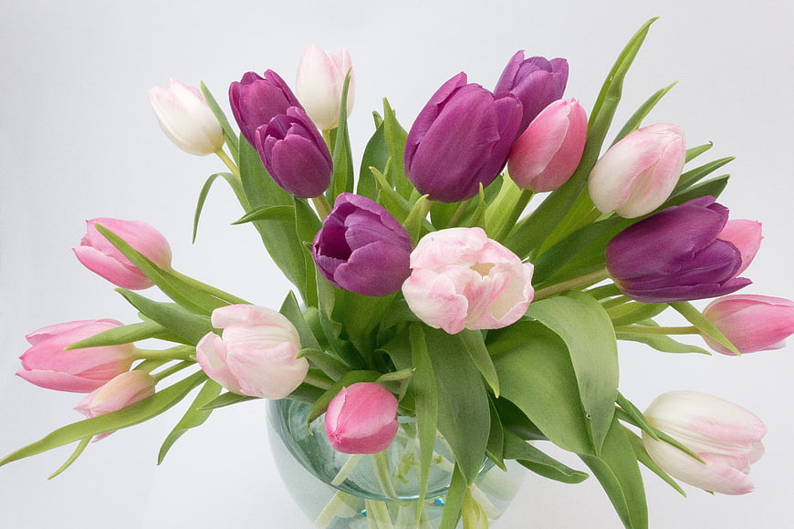 Pink and Purple Tulip Bouquet in Glass Vase on White Background