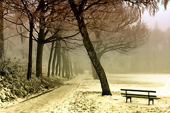 Frosty Winter Park Path with Bench and Trees