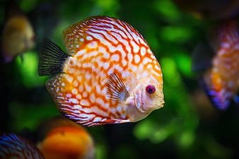 Vibrant Orange Discus Fish in Aquarium