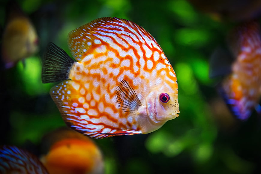 Vibrant Orange Discus Fish in Aquarium