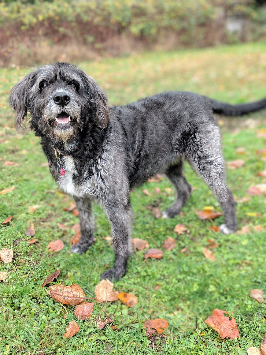 Happy gray dog standing on grass with autumn leaves