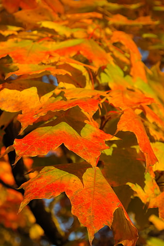 Vibrant Orange and Red Autumn Maple Leaves Close Up