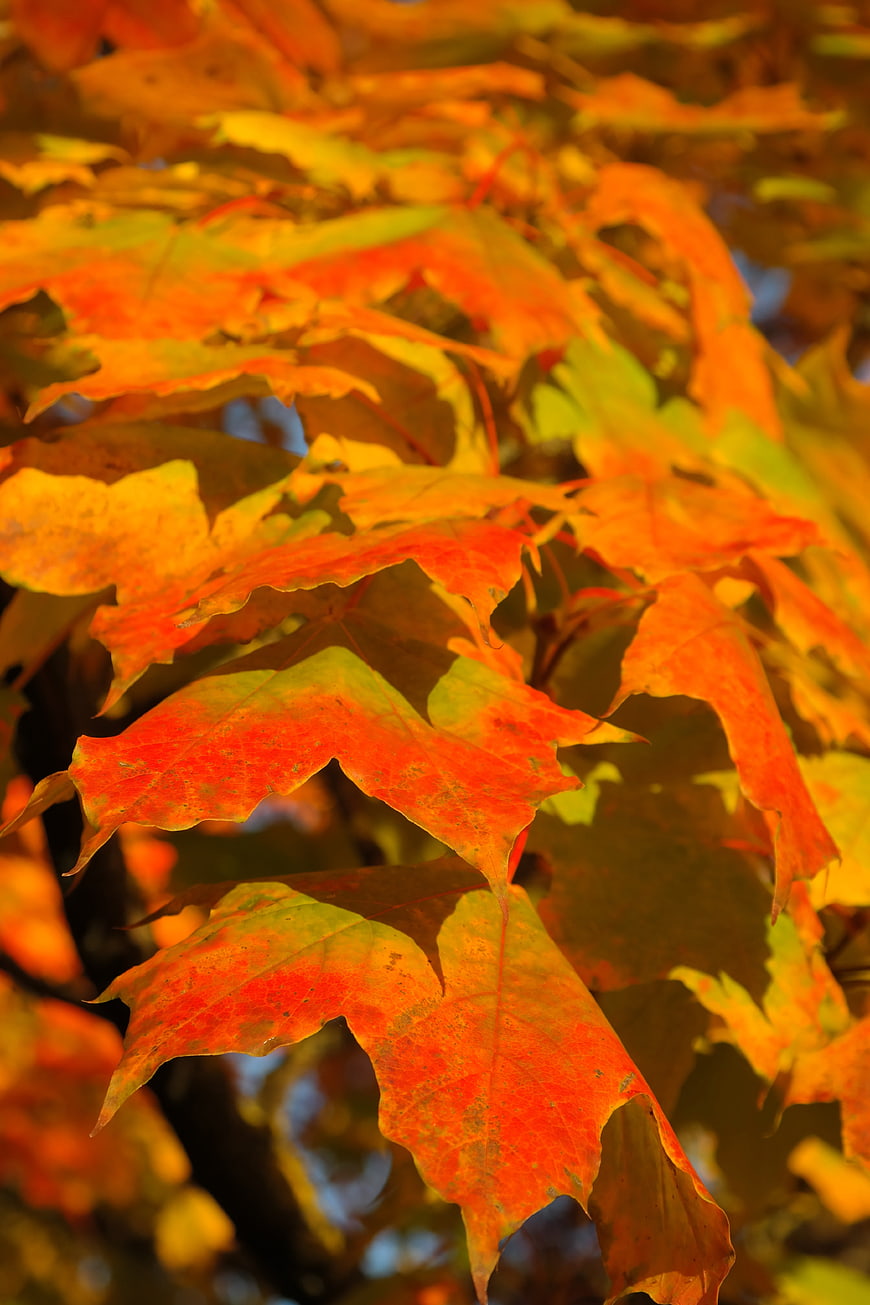 Vibrant Orange and Red Autumn Maple Leaves Close Up