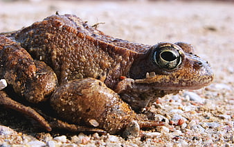 Close-up of a brown frog on sandy ground