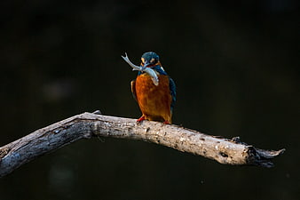 Kingfisher perched on branch holding fish in beak