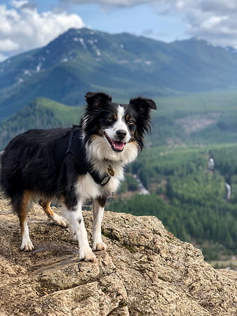 Happy Border Collie Dog Standing on Rocky Mountain Peak