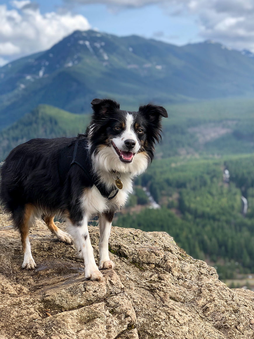 Happy Border Collie Dog Standing on Rocky Mountain Peak