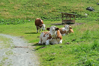 Brown and white cows resting in a green alpine pasture