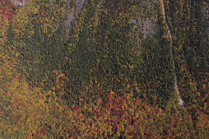 Aerial View of Colorful Autumn Forest Canopy