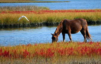 Brown Horse Grazing in Marsh with Red Grass and Flying Bird